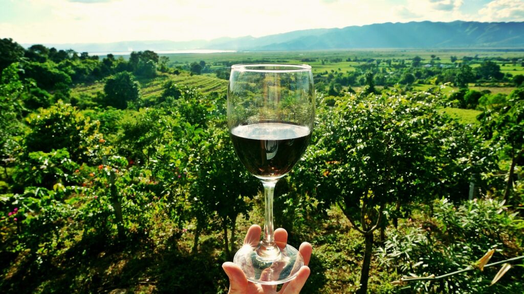 wine, vineyard, drink