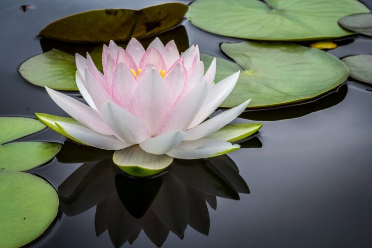 Discover Zen: Meditation and Yoga Retreats Across Beautiful Asia